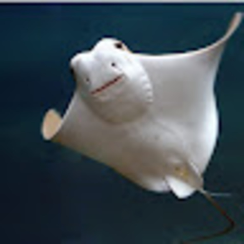 Meet your Posher, Crunchy